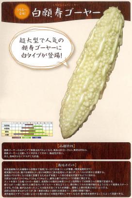 ニガウリ】白願寿ゴーヤー〔うちな～交配〕  野菜・草花の種苗の通販 