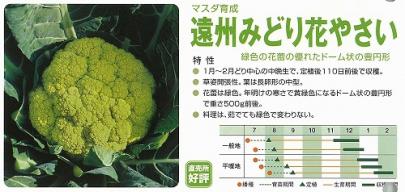 カリフラワー 遠州みどり花やさい マスダ育成 野菜 草花の種苗の通販は 太田種苗おおたねっと へ