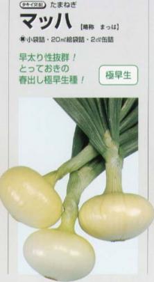 タマネギ マッハ タキイ交配 野菜 草花の種苗の通販は 太田種苗おおたねっと へ