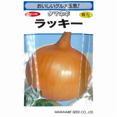 タマ•*¨*•.¸♬︎ タマネギ】ラッキー〔松島交配〕 | 野菜・草花の種苗の通販は【太田