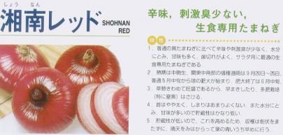 タマネギ】湘南レッド〔サカタ〕 | 野菜・草花の種苗の通販は【太田