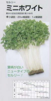 セロリ セルリー ミニホワイト タキイ育成 野菜 草花の種苗の通販は 太田種苗おおたねっと へ