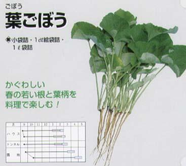 ゴボウ 葉ゴボウ 固定種 野菜 草花の種苗の通販は 太田種苗おおたねっと へ