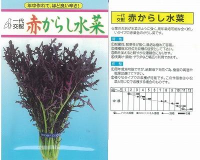 ミズナ 赤からし水菜 愛三交配 野菜 草花の種苗の通販は 太田種苗おおたねっと へ