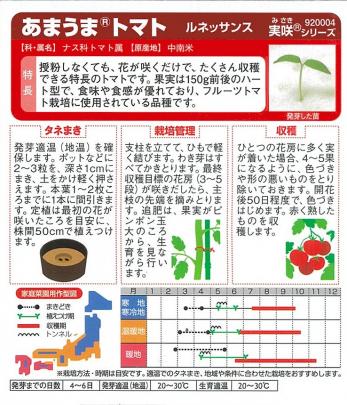 トマト】ルネッサンス〔一代交配サカタ〕《登録品種》品種名あいさか2