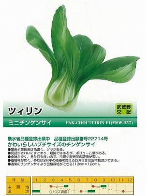 チンゲンサイ ミニチンゲンサイ ツィリン 武蔵野交配 野菜 草花の種苗の通販は 太田種苗おおたねっと へ