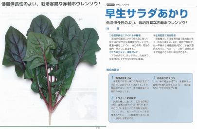 ホウレンソウ 早生サラダあかり タキイ交配 野菜 草花の種苗の通販は 太田種苗おおたねっと へ