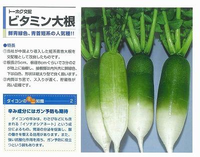 ダイコン ビタミン大根 トーホク交配 野菜 草花の種苗の通販は 太田種苗おおたねっと へ