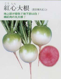 ダイコン 紅心大根 固定種 野菜 草花の種苗の通販は 太田種苗おおたねっと へ