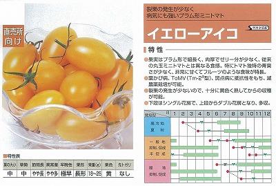 トマト 苗 イエローアイコ ミニトマト 野菜 草花の種苗の通販は 太田種苗おおたねっと へ