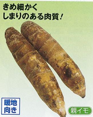 さといも他 京いも 京芋 タケノコ芋 たけのこ芋 1kg 野菜 草花の種苗の通販は 太田種苗おおたねっと へ