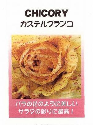 世界の珍しい野菜 チコリー カステルフランコ 小袋 野菜 草花の種苗の通販は 太田種苗おおたねっと へ