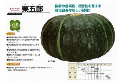 カボチャ】栗五郎〔カネコ交配〕 | 野菜・草花の種苗の通販は【太田