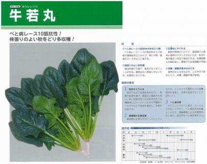 野菜 草花の種苗の通販は 太田種苗おおたねっと へ