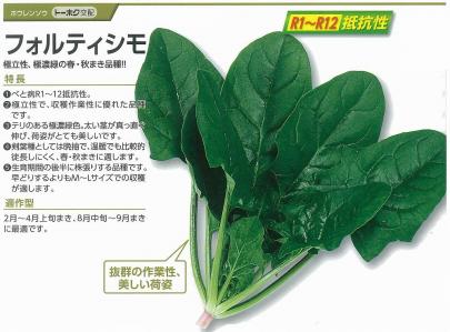 ホウレンソウ フォルティシモ トーホク交配 野菜 草花の種苗の通販は 太田種苗おおたねっと へ