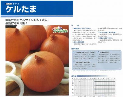 タマネギ ケルたま タキイ交配 野菜 草花の種苗の通販は 太田種苗おおたねっと へ