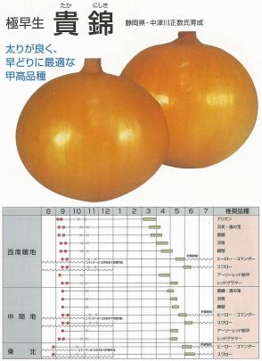 タマネギ 貴錦 カネコ 野菜 草花の種苗の通販は 太田種苗おおたねっと へ