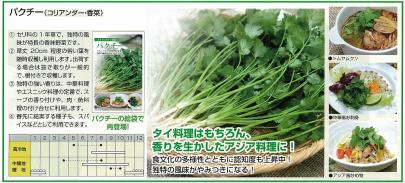 ハーブ パクチー コリアンダー 香菜 丸種 野菜 草花の種苗の通販は 太田種苗おおたねっと へ