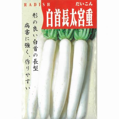 ダイコン】白首長太宮重大根（白首長尻宮重大長）〔固定種0045