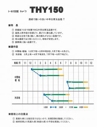 キャベツ】恋舞（THY150）〔トーホク交配〕 | 野菜・草花の種苗の通販 