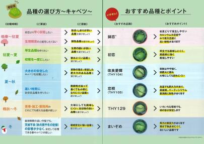 キャベツ】F1 稜山7 (THY129)〔トーホク交配〕 | 野菜・草花の種苗の