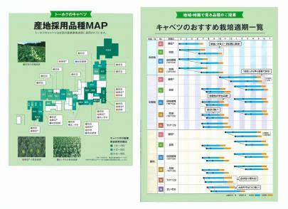 キャベツ】F1 稜山7 (THY129)〔トーホク交配〕 | 野菜・草花の種苗の