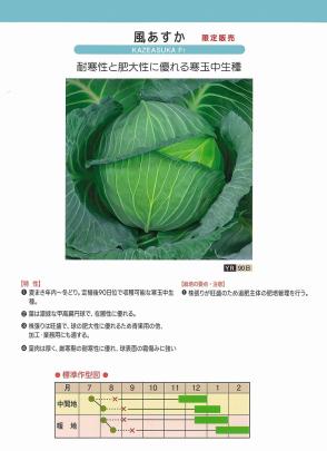 キャベツ】F1 風あすか〔0088〕/コート5000粒 | 野菜・草花の種苗の