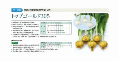 タマネギ】トップゴールド305〔固定種 タカヤマ育成〕 | 野菜
