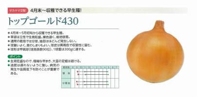 タマネギ】トップゴールド430〔タカヤマ交配〕 | 野菜・草花の種苗の