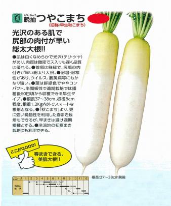 ダイコン】F1 晩抽つやこまち (旧称：早生秋こまち)〔0047〕 | 野菜