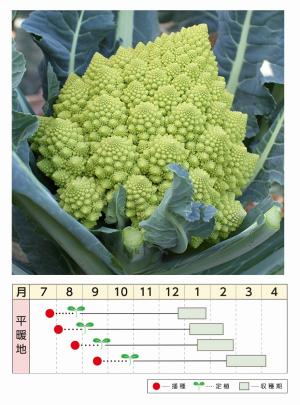 クリックすると画面いっぱいに写真を拡大します