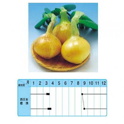 タマネギ】博多こがねEX玉葱〔固定種0047〕 | 野菜・草花の種苗の通販