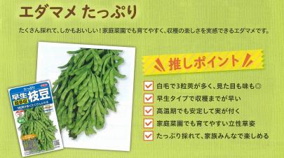 エダマメ】早生枝豆 たっぷり〔0062〕 | 野菜・草花の種苗の通販は