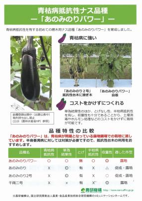 なすページ 野茶研育成 あのみのり キダネ 1000粒 ナス なす 茄子 | LUXEON.KH.UA