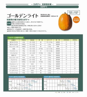 カボチャ】短節間 ゴールデンライト (海外持ち出し禁止 品種登録出願