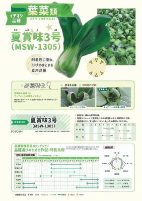 チンゲンサイ】夏賞味3号 (MSW-1305)〔武蔵野交配〕 | 野菜・草花の